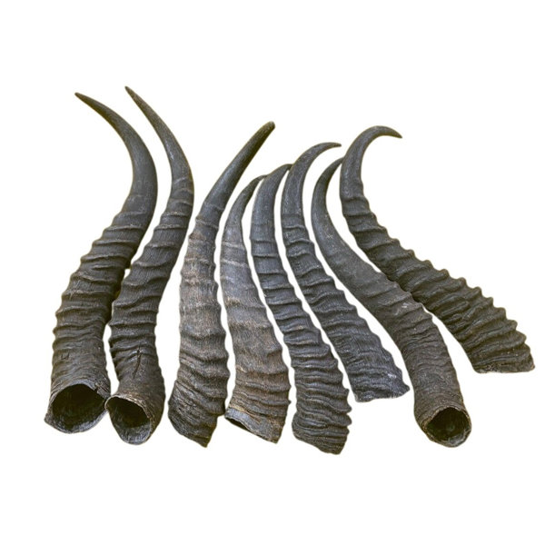 Natural Springbok Horns (Set of 2/Left And Right)
