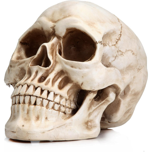 Halloween Skull Decoration – Realistic 7.9 Inch Life Size Skeleton Head Prop for Indoor & Outdoor, Durable Plastic Skull Statue for Haunted House, Party, Gift